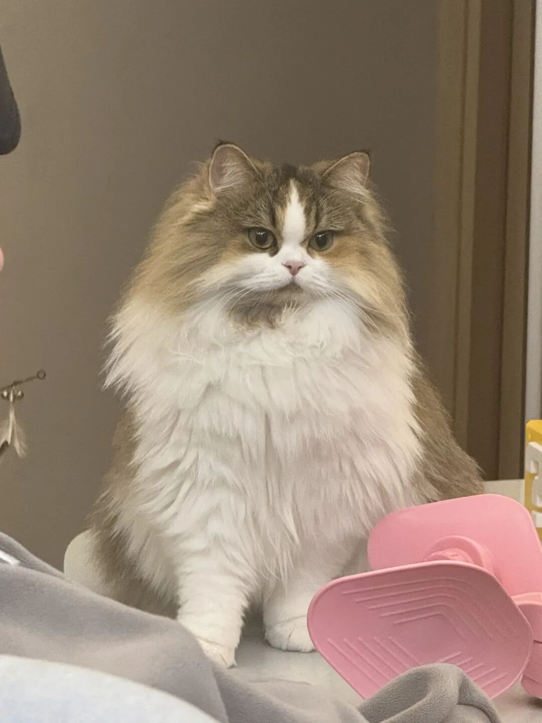 宠物照片编辑与Cos